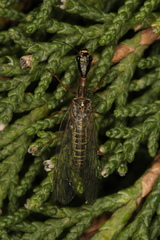 Raphidioptera