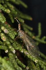 Raphidioptera