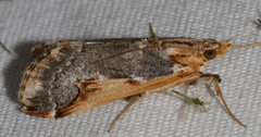 Loxostege albiceralis