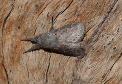 Haplopacha cinerea