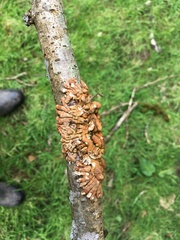 Hypocreopsis rhododendri
