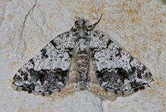 Macaria graphidaria