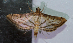 Marasmia cochrusalis