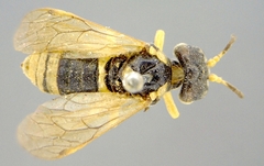 Tenthredo flavipennis