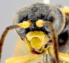 Tenthredo flavipennis