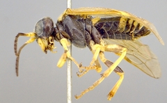 Tenthredo flavipennis