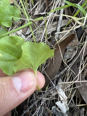 Dichondra occidentalis