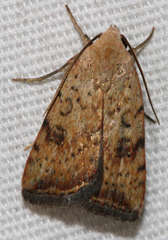 Micrathetis triplex