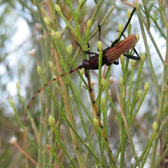 Tragidion densiventre