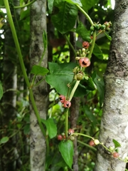 Muehlenbeckia hastulata