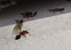 Crematogaster schmidti