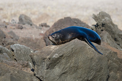 Arctocephalus galapagoensis