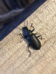 Alobates pensylvanicus