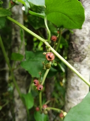 Muehlenbeckia hastulata