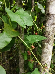 Muehlenbeckia hastulata