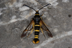 Synanthedon tosevskii