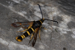 Synanthedon tosevskii