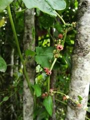 Muehlenbeckia hastulata