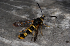 Synanthedon tosevskii