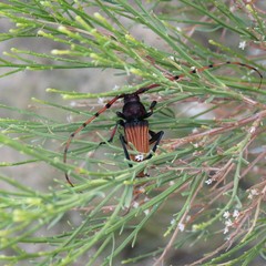 Tragidion densiventre