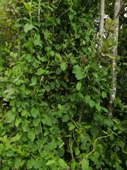 Muehlenbeckia hastulata