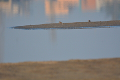 Calidris temminckii