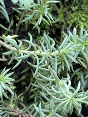 Petrosedum rupestre