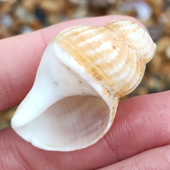 Buccinum undatum