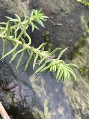 Petrosedum rupestre