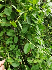 Muehlenbeckia hastulata