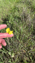 Ranunculus occidentalis