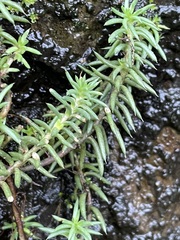 Petrosedum rupestre