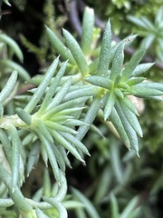 Petrosedum rupestre