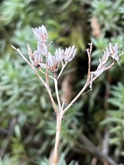 Petrosedum rupestre