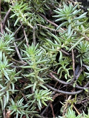 Petrosedum rupestre