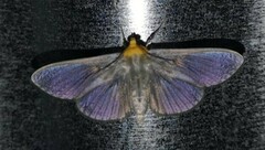 Phostria citrinalis