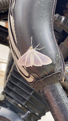 Palpita flegia