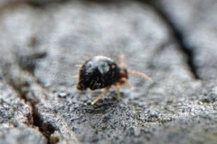 Caprainea marginata