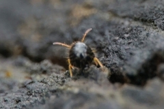 Caprainea marginata