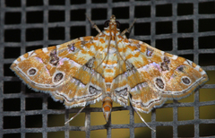 Ommatospila narcaeusalis