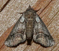 Paectes pygmaea