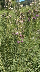 Vernonanthura nudiflora