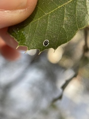 Tetraleurodes perileuca