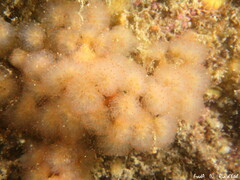 Aplidium punctum