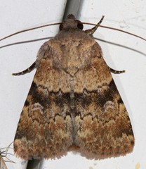 Properigea continens