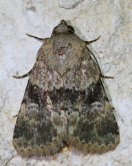 Properigea continens