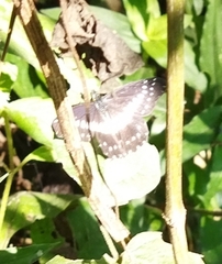 Catasticta flisa flisa