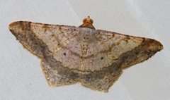 Psamatodes abydata