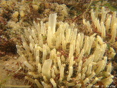 Polymastia penicillus