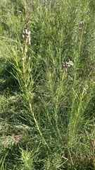 Vernonanthura nudiflora